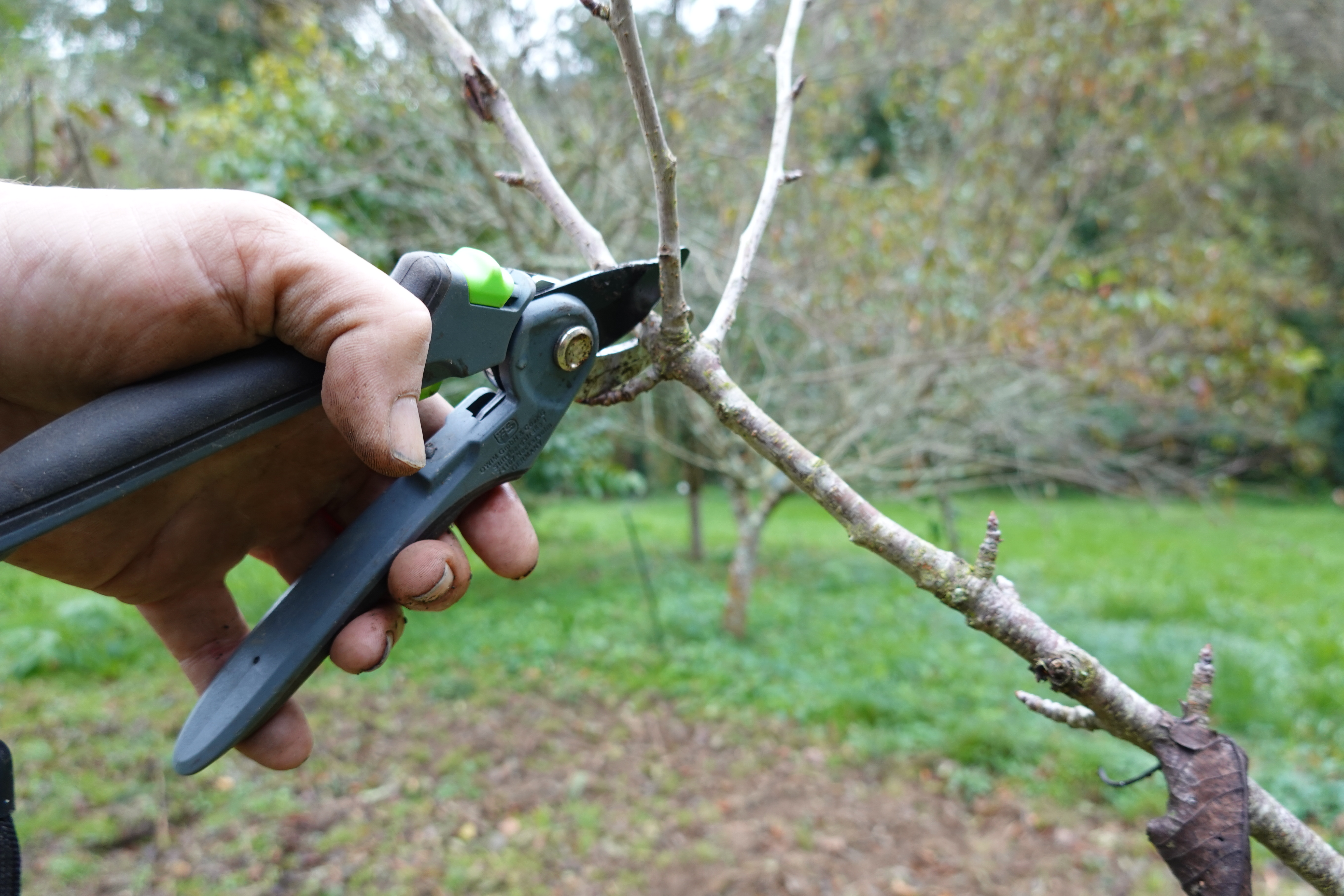 Man Pruning Fruit Trees Autumn Deciduous Tree Pruning Fruit Field