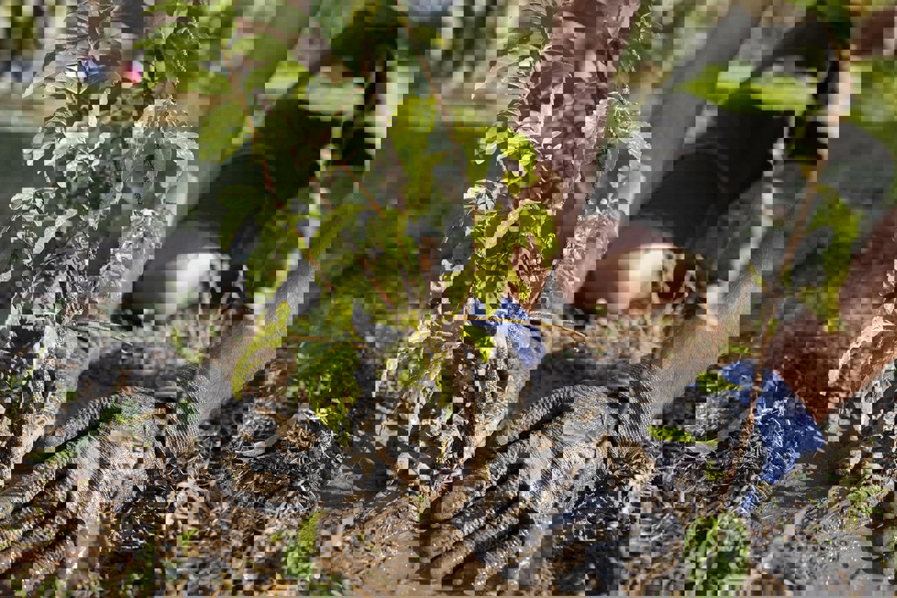 Close Up Planting New Plants Nature