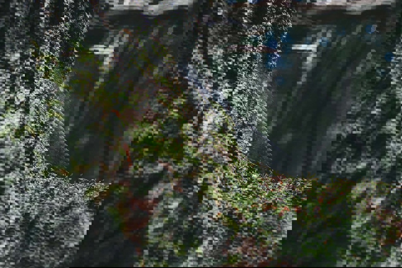 Closeup Shot Spider Web Tree Trunk