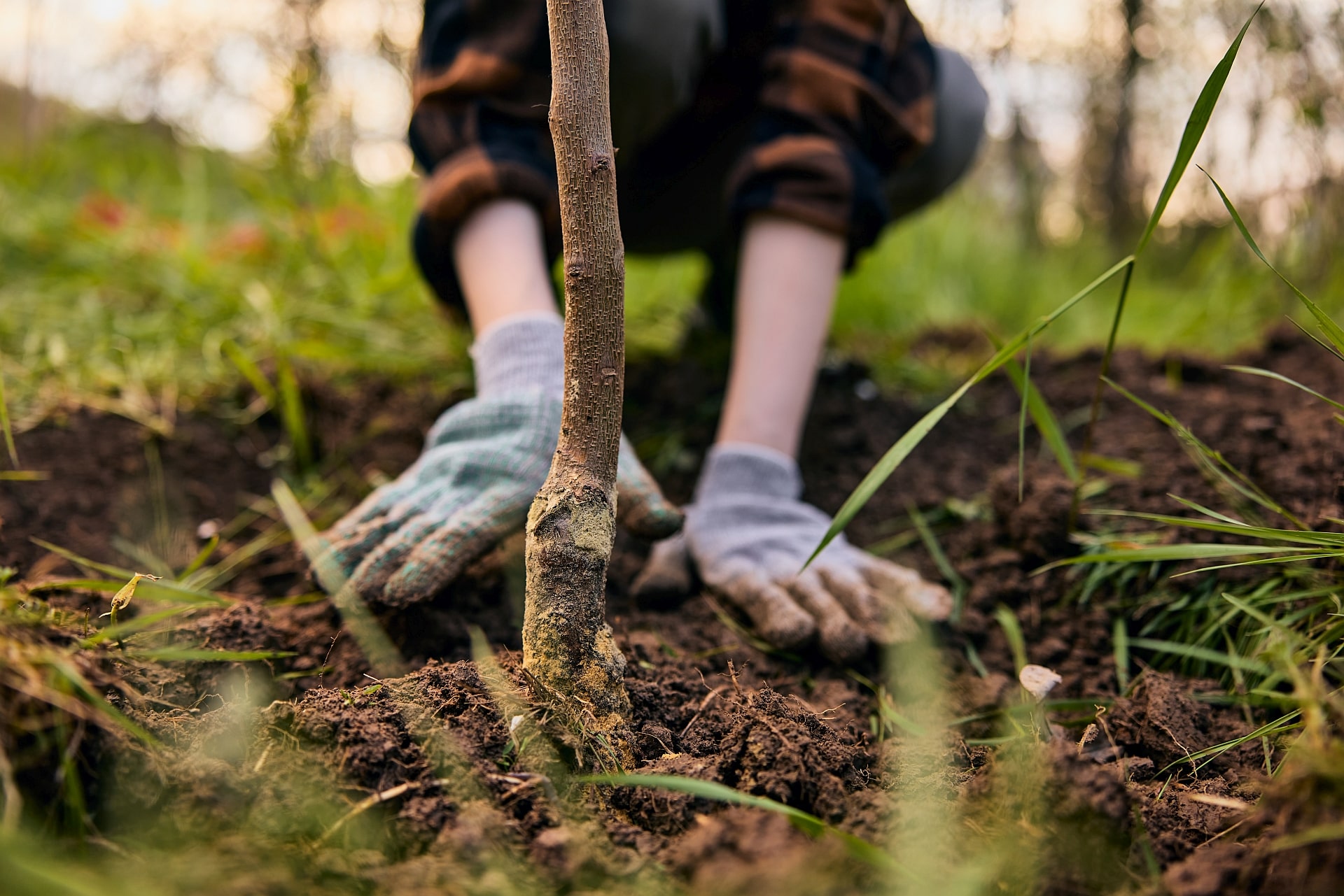 Boomverzorger plant een nieuwe boom in de grond