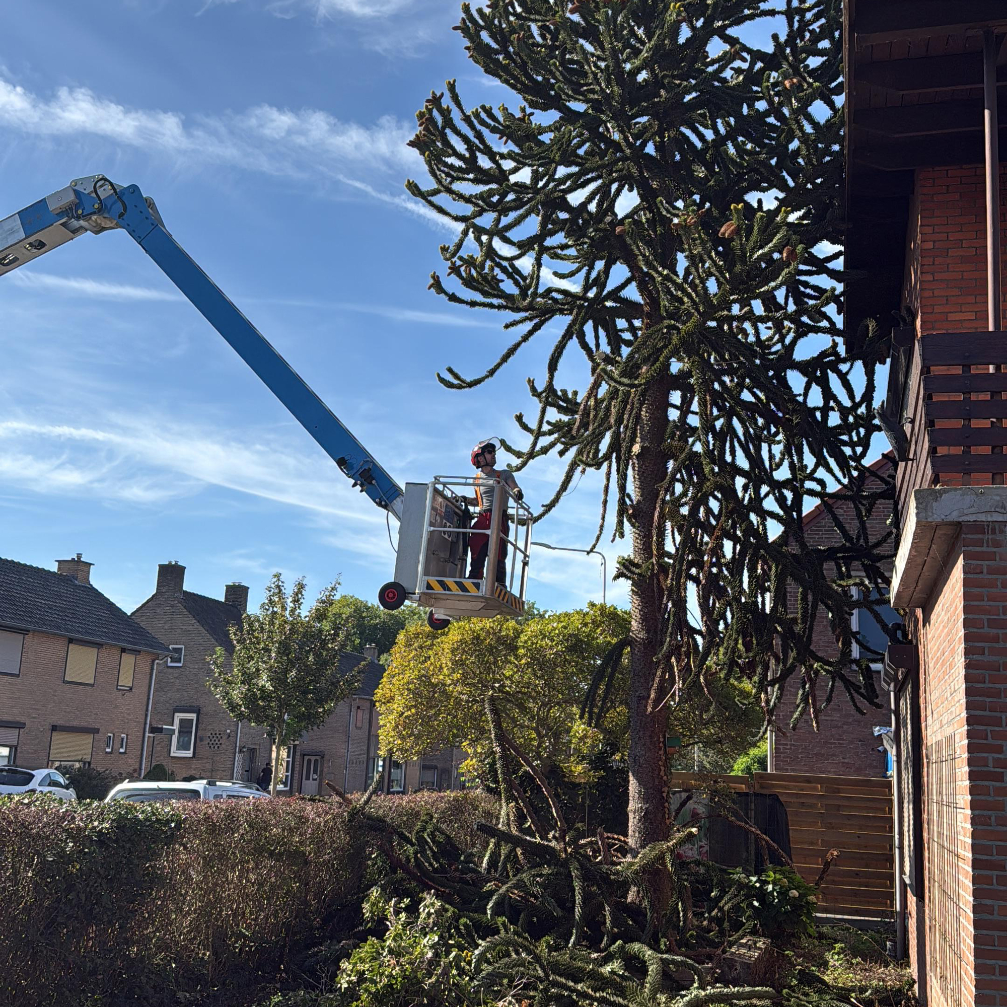 Apenboom Verwijderen Sittard Geleen