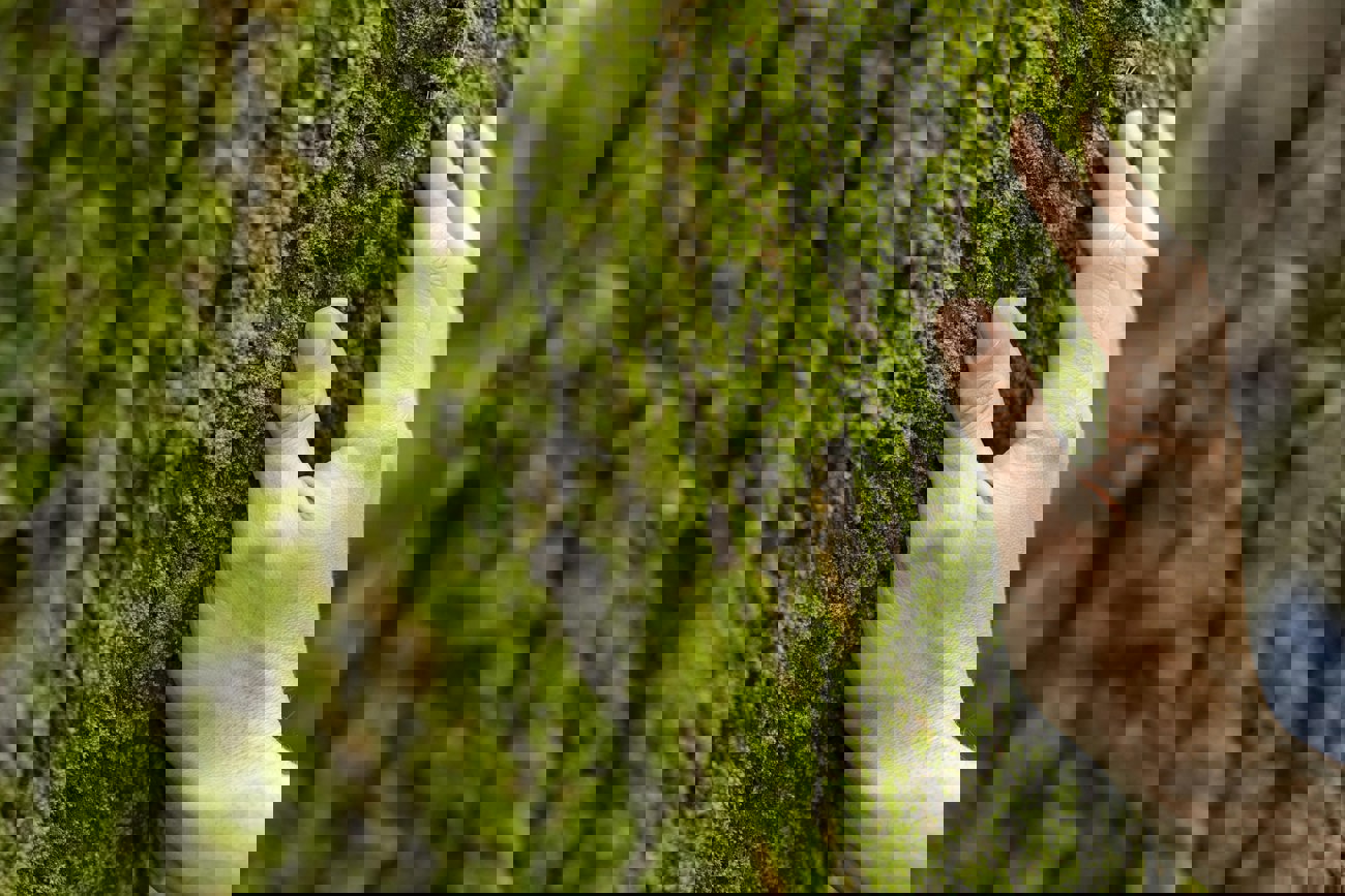 Hand Touching Tree Moss Close Up