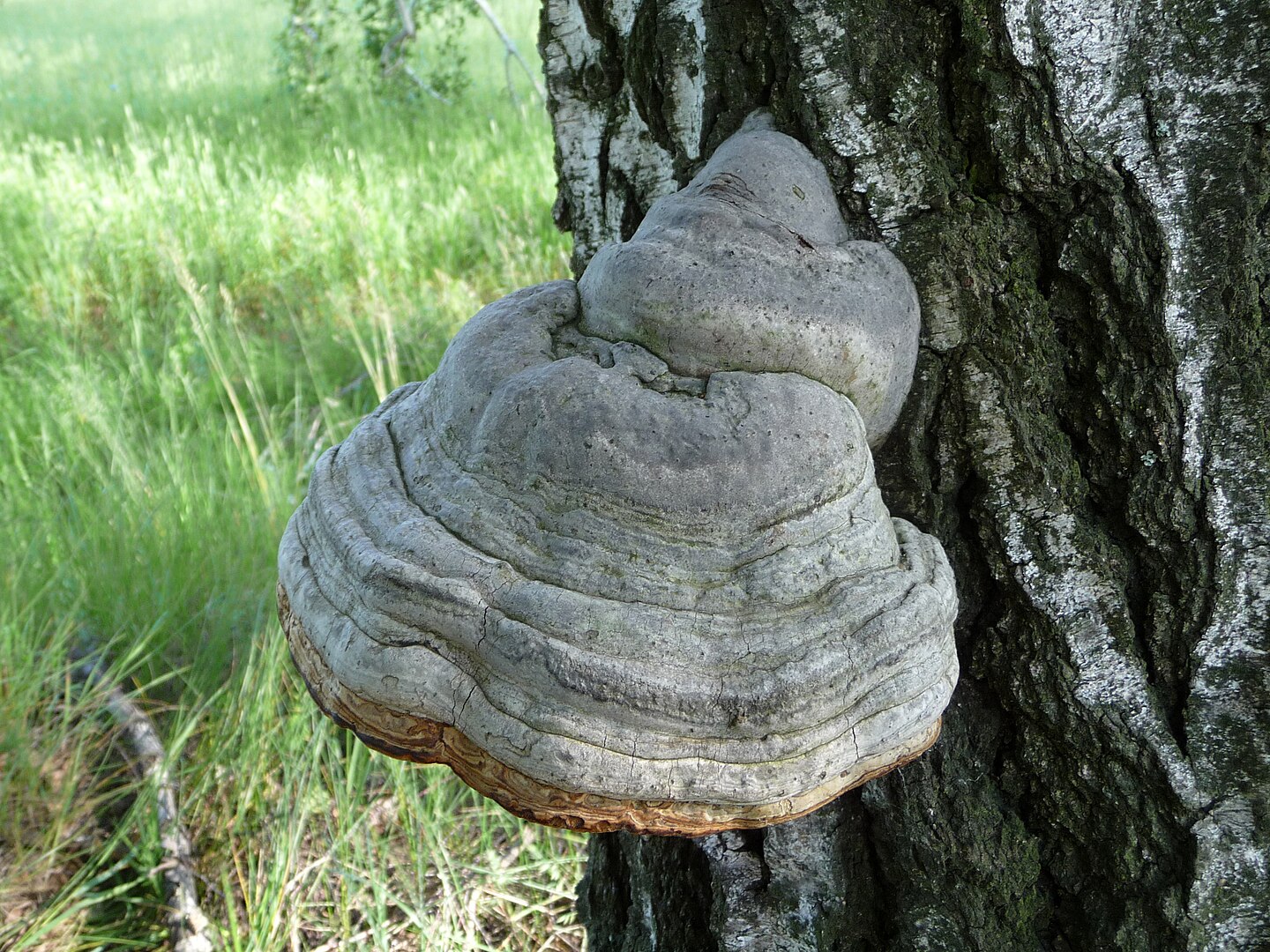 1440Px Fomes Fomentarius 2010 G2
