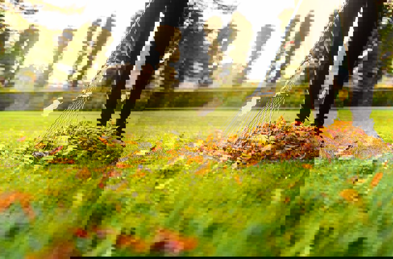 Removal Leaves Autumn Garden Rake Pile Fallen Leaves Lawn Autumn Park Volunteering