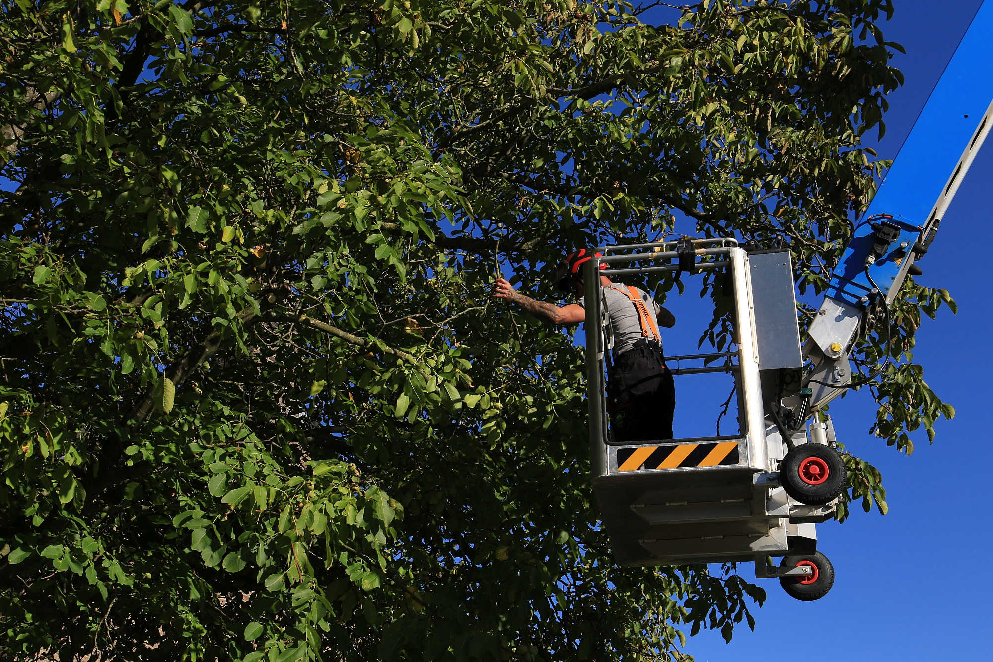 Voorjaarssnoei Walnotenboom