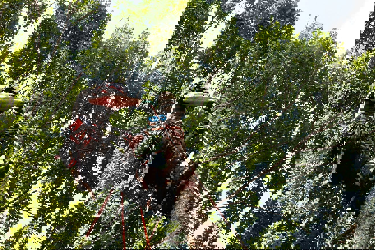 Dead Spruce Stands Close House Expert Sets It Up