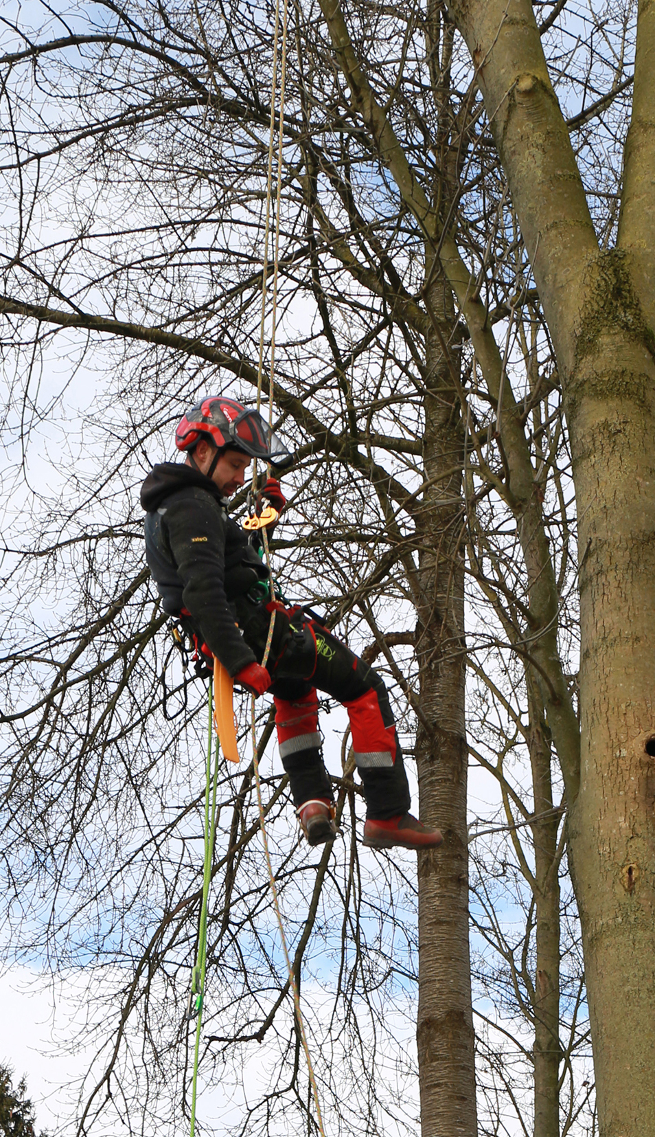Rico Le Pera In Bomen