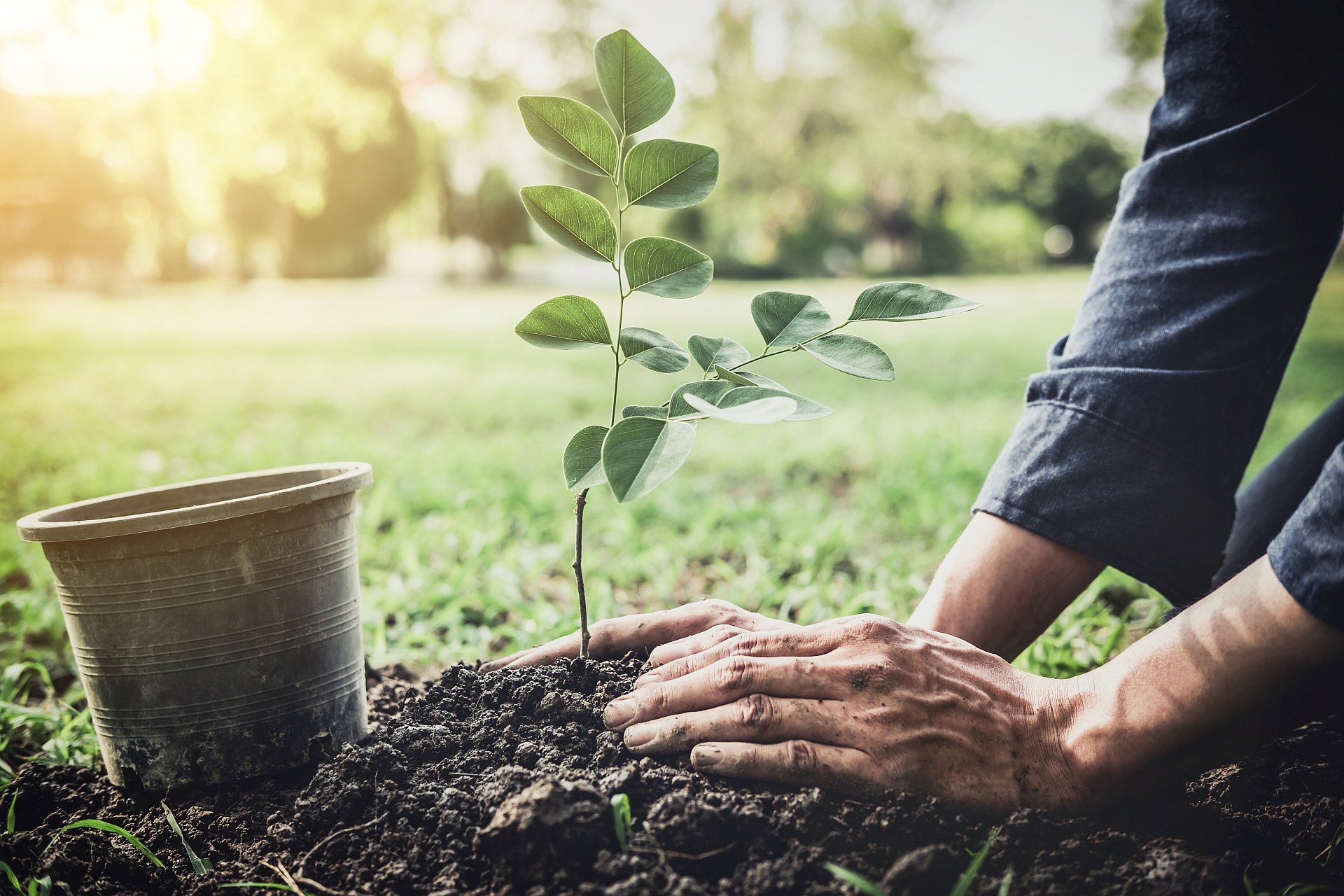 Man plant een jonge boom in de tuin