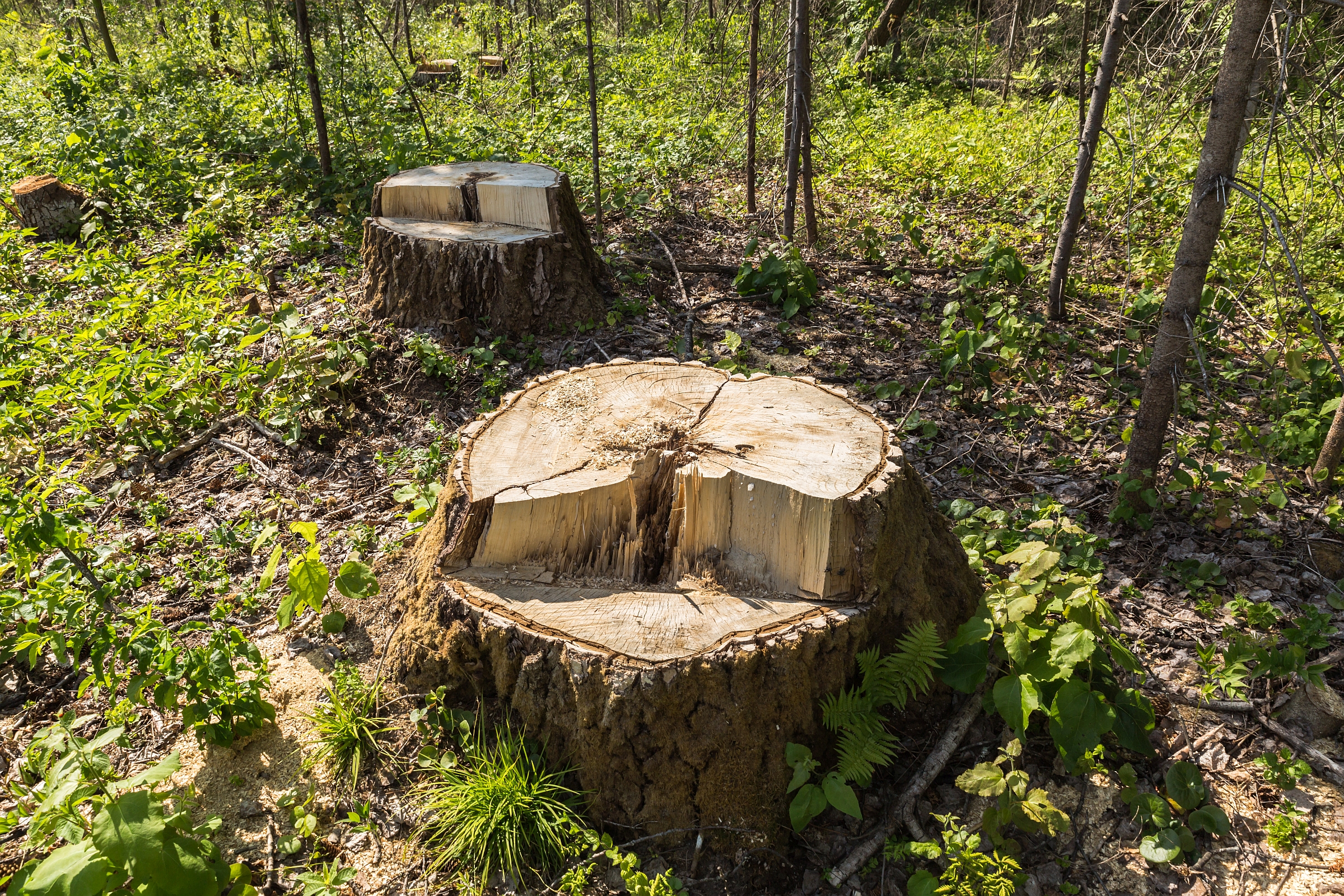 Birch Tree Stump Forest